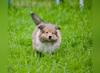 Wundervolle Collie-Welpen suchen ein liebevolles Zuhause