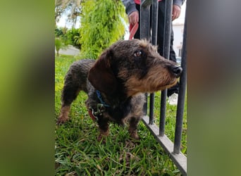Chapi wartet auf ihre neue Familie