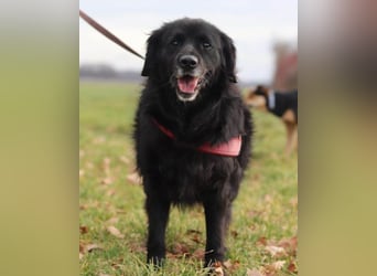 OldLady ZIVA❤️sanfte, ruhige und verschmuste Seelenhündin