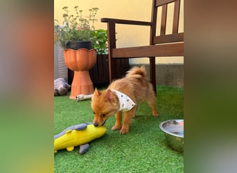 Charlie SR - Kuschelspitz mit großem Nachholbedarf