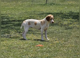 DUNA ❤️ liebevolle Pointer Mix Dame, Pflegefamilie Immenhausen