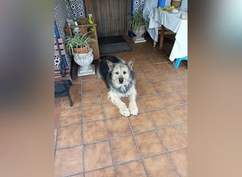 ROCKY-liebevoller, sanfter Riese in einem sehr guten Zuhause aufgewachsen