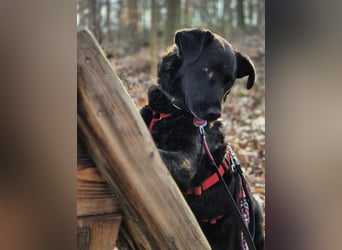 LEXI - freundliche schwarze Schönheit sucht liebevolles Zuhause