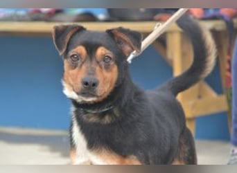 Duke, ein quirliger und kontaktfreudiger kleiner Rüde