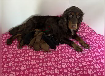 2 Zauberhafte Cockapoo Welpen Rüden  mit Ahnentafel