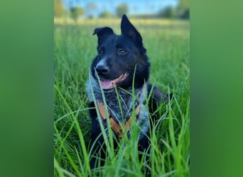 ⭐️NEDDY⭐️, Hündin, 1,5 Jahre, 42 cm, Mischling, Tierschutz