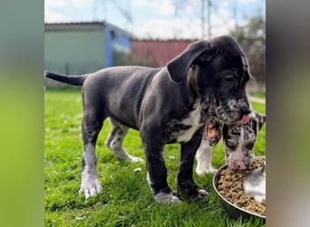 Superschöne nicht ganz reinrassige Deutsche Doggenwelpen können bald ausziehen