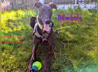Bámbola 02/2023 (in Deutschland) - lebensfrohe, liebevolle und neugierige Galga!