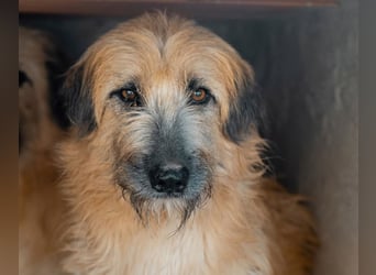 Wakame, wunderbare Dame ihrer Rasse, Gos d Atura /Briard Mix