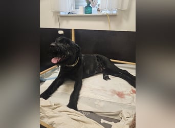 Riesenschnauzer schwarz Welpen des A-Wurf's am 02.07.25 gefallen