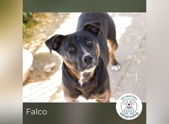 Falco: hat einen großen Wunsch