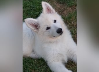 Weiße Schäferhundwelpen - Herzensbrecher für Familie, Sport und Show