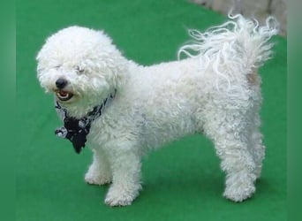BUBI Bichon Mix