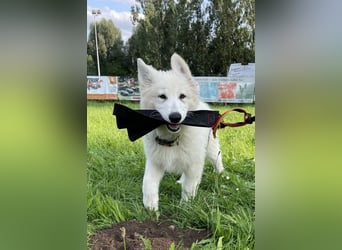 Weiße Schäferhundwelpen - Herzensbrecher für Familie, Sport und Show