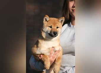 Shiba Inu puppies