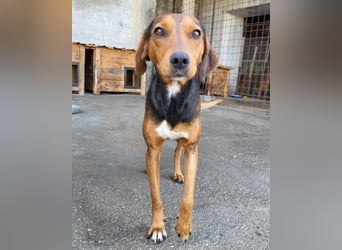 Zoey ❤️ schmusige, liebe, soziale Bracke-Mix-Hündin!
