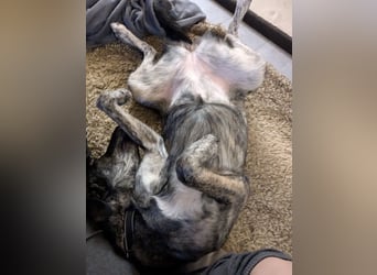 Elfie, Schäferhund-Mix, lieb und verträglich