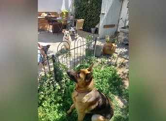 Molly sucht ein liebevolles Zuhause