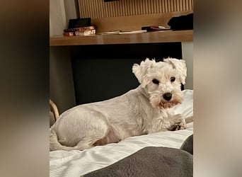 Weiße Zwergschnauzer Welpen nicht haarend reinrassig