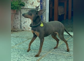 Lustiger Zwergpinscher Rüde Kuki sucht seine Menschen