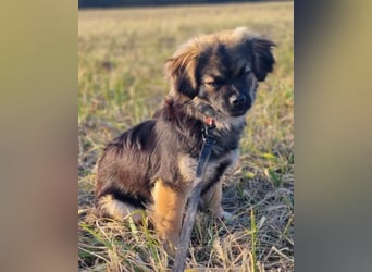 Kleine, feine ♥Roma♥ auf Körbchensuche