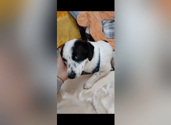 Josie sucht Herzensmensch fürs Leben