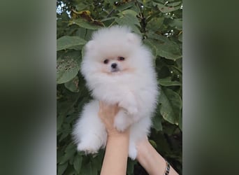 Pomeranian