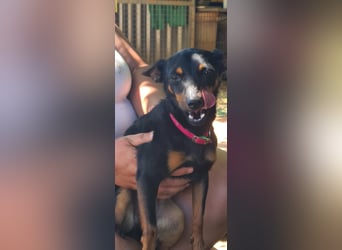 Coqueta, eine süße Pinscher Dame