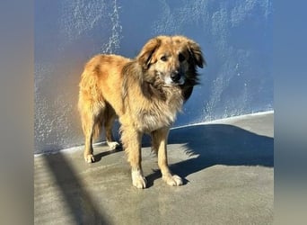Honey, zurückhaltender Sanfter Collie Mix sucht ruhiges Zuhause