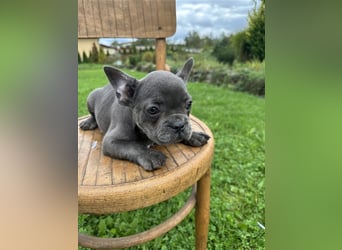 Französische Bulldogge