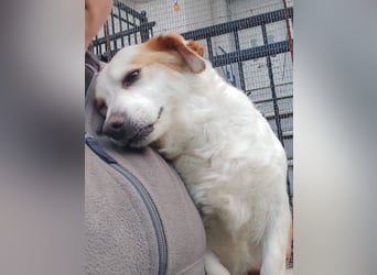 Zuckersüße Emma bezaubert die Hundeherzen