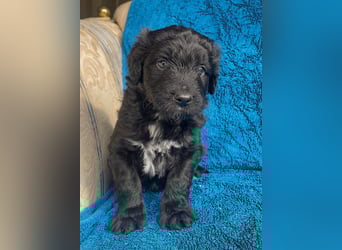 Aussiedoodle Welpen mini / medium F1
