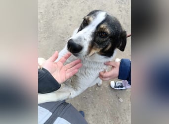 Esme - lieb, verspielt und zutraulich