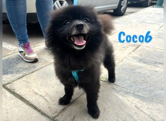 Coco6 09/2019 (in Deutschland) - Pomeranian Zwergspitz Mix sucht verantwortungsvolle Menschen!