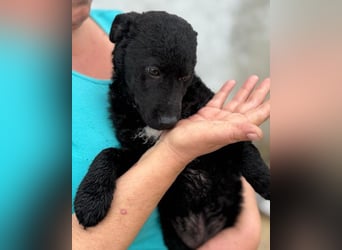 Vinn ❤️ schmusiger, süßer Bub sucht Liebe
