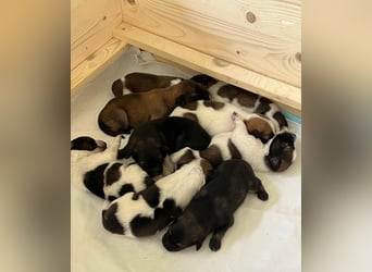 Neun kleine Tierschutzwelpen❤️in 22399 Hamburg suchen ihr Für-immer-Zuhause