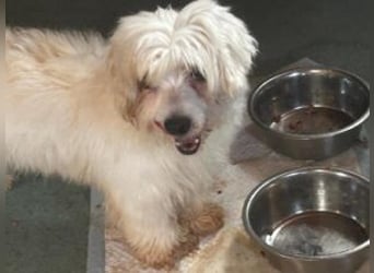 Zemi: Von Ihren Besitzern im Tierheim abgegeben