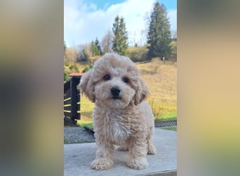 maltipoo Welpen Stammbaum