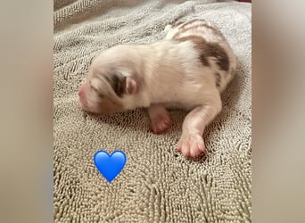 Mini/Miniature Australian Shepherd Welpen mit Papiere