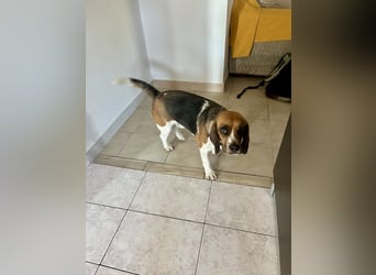 Beagle Mix HUGO (2 Jahre alt) sucht eine Familie!