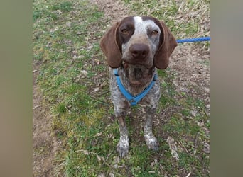 Kika - liebt Bewegung, Menschen und Hunde - fehlt nur noch ihre aktive Familie
