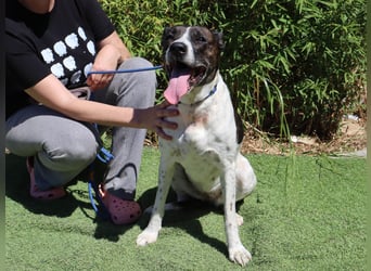 Nikita, Mix Labrador / Boxer, lieb und sozial