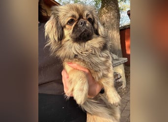 Odett, 1 Jahr, 25cm sucht ihre Leute