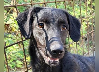 Sweet Coco: offenes, junges, verspieltes Hundemädl