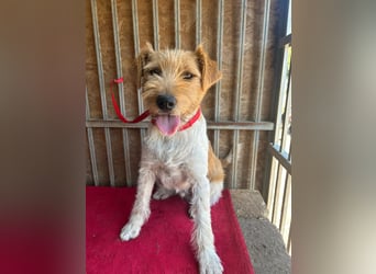 Flip, Foxterrier-Mix, Rüde, geb. am 01.01.2024, 45 cm