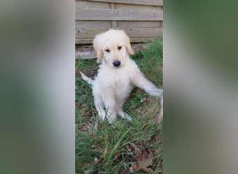 Goldendoodle Welpe F1
