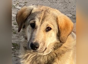 Hanno, geb. ca. 09/2024, lebt in GRIECHENLAND, im städt. Tierheim Serres