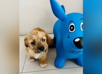 Brownie und Mirabell - verspieltes, freundliches, katzenverträgliches Doppel / noch in Rumänien