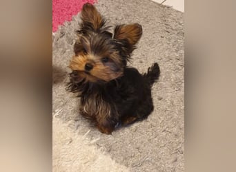 Yorkshire terrier kleinbleibend