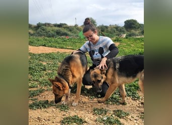 Lady Rose (Spanien) - liebenswürdige Schäferhund-Mix-Hündin